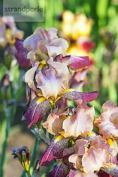 Bunte lila und gelbe Schwertlilien in einem botanischen Garten