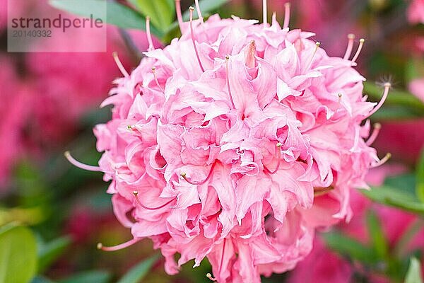 Rhododendron (Azalee) blüht in verschiedenen Farben im Frühlingsgarten. Nahaufnahme. Unscharfer Hintergrund