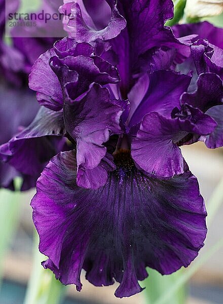 Schöne violette Iris Blume blühen im Garten. Close up  Zerbrechlichkeit und Sommer Konzept