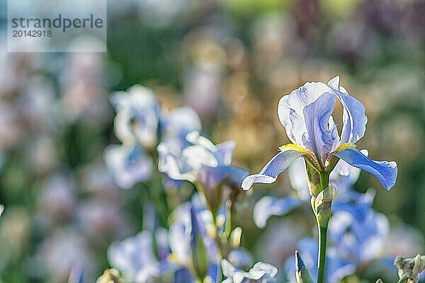 Bunte gelbe und blaue Schwertlilien in einem botanischen Garten