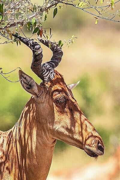 Eigentliche Kuhantilope (Alcelaphus buselaphus) mit großem Horn im Schatten in der afrikanischen Savanne  Maasai Mara  Kenia  Afrika