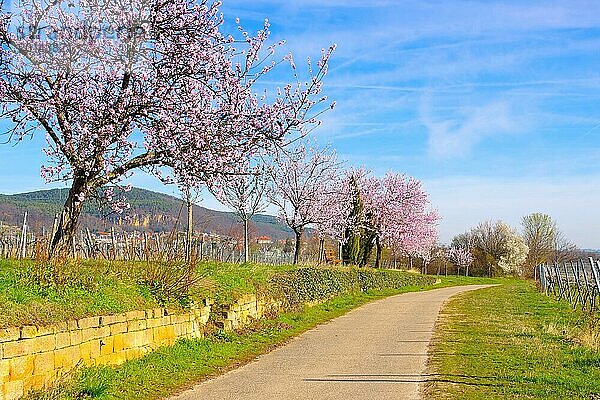 Landschaft rund um Gimmeldingen während der Mandelblüte im Frühling  landscape around Gimmeldingen during the almond blossom in spring  Deutschland  Europa