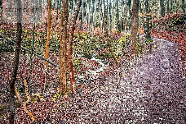 Wanderweg im Wald neben einem kleinen Bach im Rautal mit vielen Laubblättern auf dem Waldboden und kahlen Bäumen im Winter  Jena  Thüringen  Deutschland  Europa
