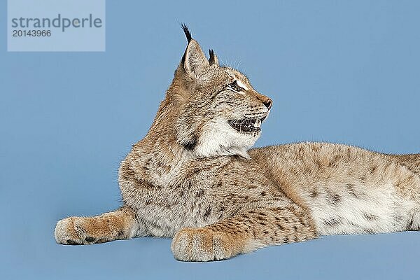 Eurasischer Luchs (Lynx lynx)  liegend  Tierportrait  captive  Studioaufnahme