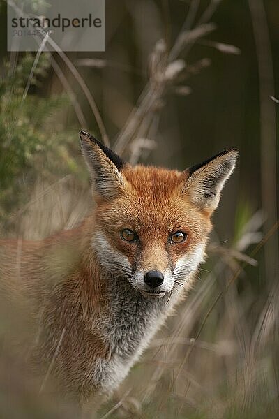 Rotfuchs (Vulpes vulpes) erwachsenes Tier Kopf Portrait  England  Großbritannien  Europa