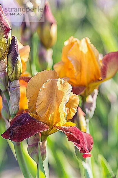 Bunte orangefarbene und rote Schwertlilien in einem botanischen Garten