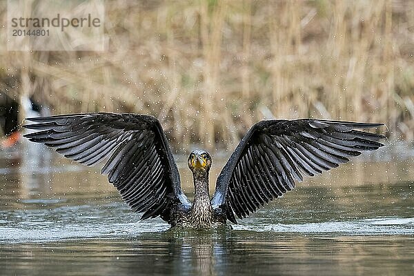 Kormoran (Phalacrocorax carbo) mit ausgebreiteten Flügeln im Wasser  Frontalansicht  Hessen  Deutschland  Europa