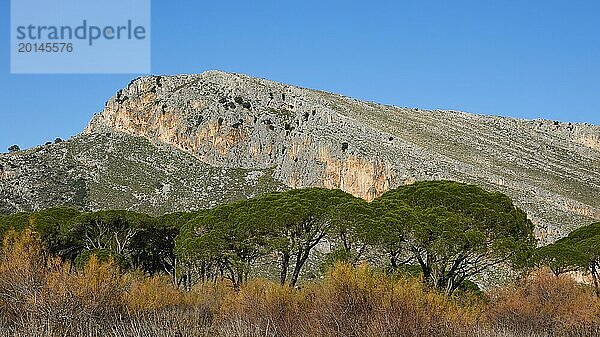 Felsige Berglandschaft sichtbar über Baumkronen (Pineae)  gegen einen blauen Himmel  Biotop Strofilia  Feuchtgebiete  Kalogria  Peloponnes  Griechenland  Europa