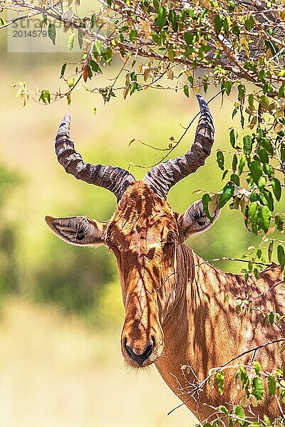 Eigentliche Kuhantilope (Alcelaphus buselaphus) mit großen Hörnern im Schatten in der afrikanischen Savanne  Maasai Mara  Kenia  Afrika