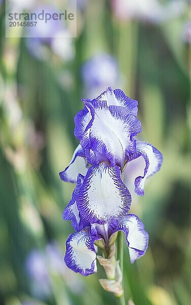 Bunte blaue und weiße Schwertlilien in einem botanischen Garten