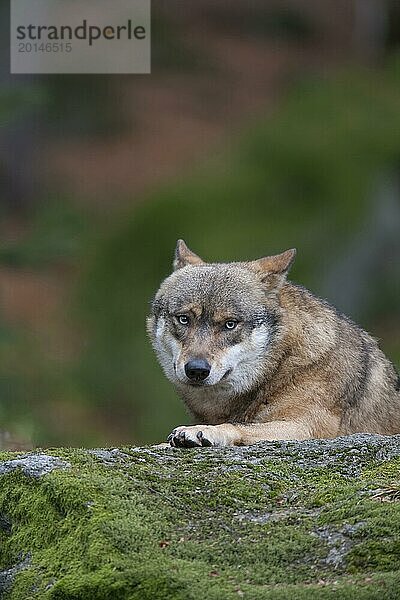 Europäischer Wolf (Canis lupus lupus)  erwachsenes Tier  ruhend auf einem Felsen in einem Waldgebiet  Bayern  Deutschland  captive  Europa