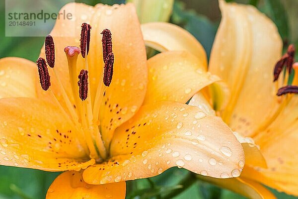 Bunte orangefarbene Lilie in einem botanischen Garten