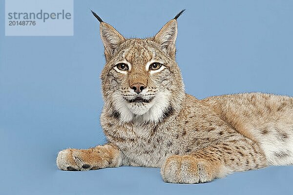 Eurasischer Luchs (Lynx lynx)  liegend  Tierportrait  captive  Studioaufnahme