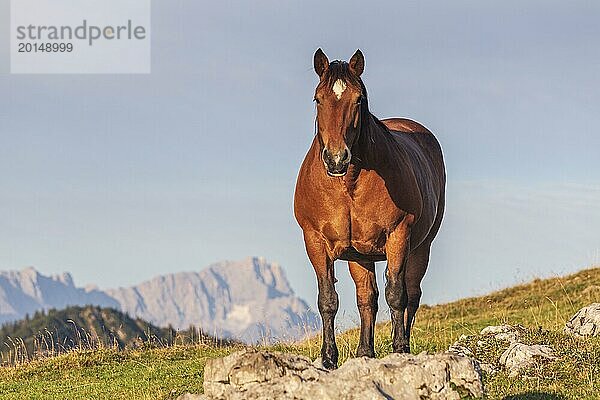 Pferd steht auf Almwiese vor Bergen  frontal  Kaltblut  Morgenlicht  Sommer  Simetsberg  hinten Zugspitze  Bayerische Alpen  Oberbayern  Bayern  Deutschland  Europa