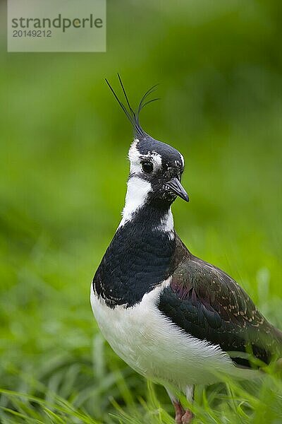 Kiebitz (Vanellus vanellus) erwachsener Vogel Kopf Portrait  England  Großbritannien  Europa