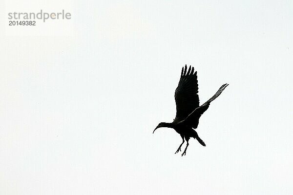 Waldrapp (Geronticus eremita)  Silhouette  Altvogel im Landeanflug  Burghausen  Oberbayern  Bayern  Deutschland  Europa