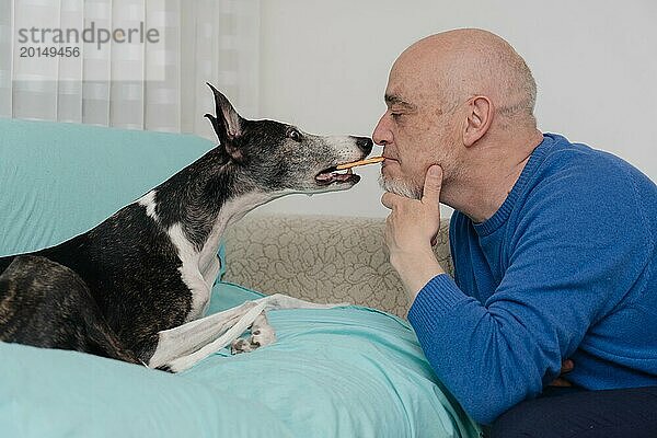 Ein Mann trainiert seinen Windhund  während er ihm mit dem Mund einen Keks gibt. Die Fähigkeit des Mannes  sein Haustier mit Vertrauen und Zuneigung zu trainieren
