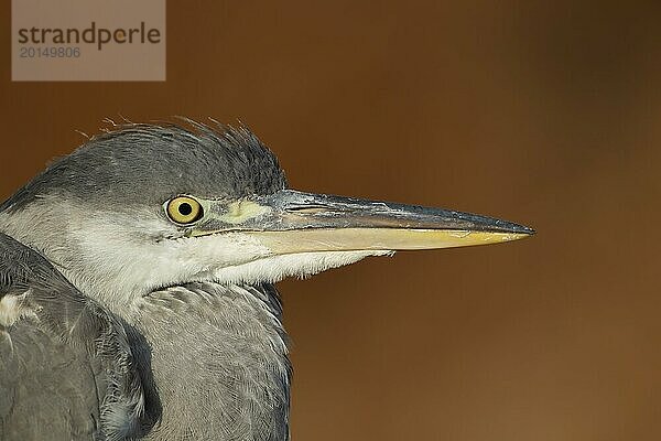 Graureiher (Ardea cinerea) erwachsener Vogel Kopf Portrait  England  Großbritannien  Europa