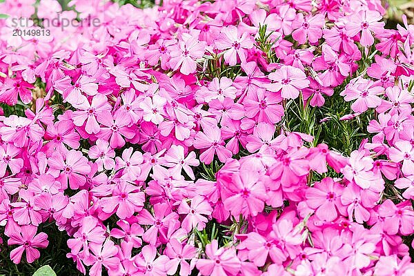 Schöne rosa Phlox Blume blühen im Garten. Close up  Zerbrechlichkeit und Sommer Konzept