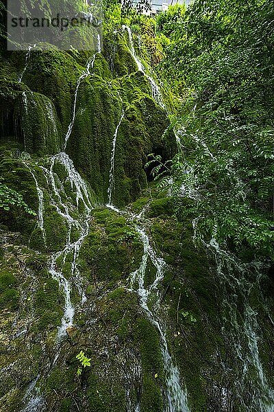 Wasser fließt in Rinnsalen eine bemooste Bergwand herunter  Natur  Naturschauspiel  Wasser  fliessend  flüssig  frisch  sauber  Umwelt  grün  Wald  Moos  schön  natürlich  Schweiz  Europa