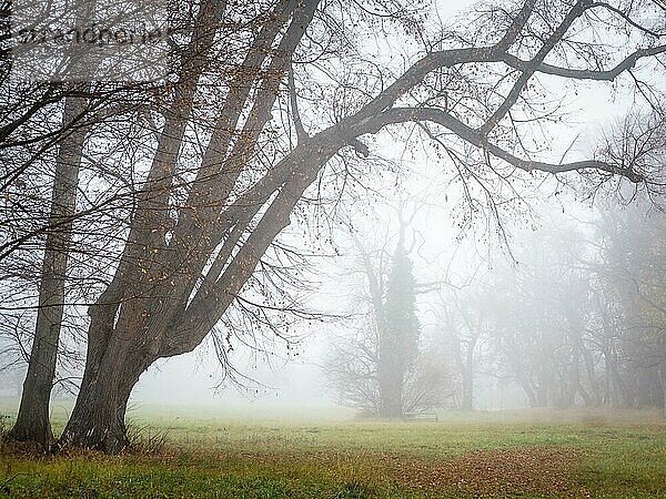 Fantasy  Nebel  Halloween  Magie  regen  Silhouette  Wald  Licht  verdreht  schwarz  blau  Farbe  dunkel  Herbst  Natur  Hintergrund  Landschaft  Baum  dunklen Wald  geheimnisvollen Baum  Baum dunkel