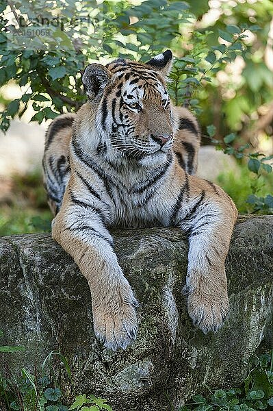 Sibirischer Tiger oder Amurtiger (Panthera tigris altaica) liegt auf einem Felsen  captive  Deutschland  Europa