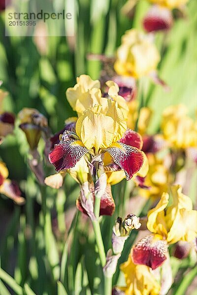 Bunte lila und gelbe Schwertlilien in einem botanischen Garten