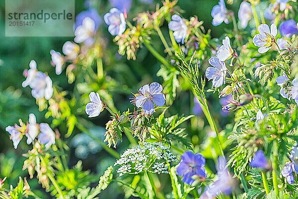 Blühende Geranien im Garten im Sommer