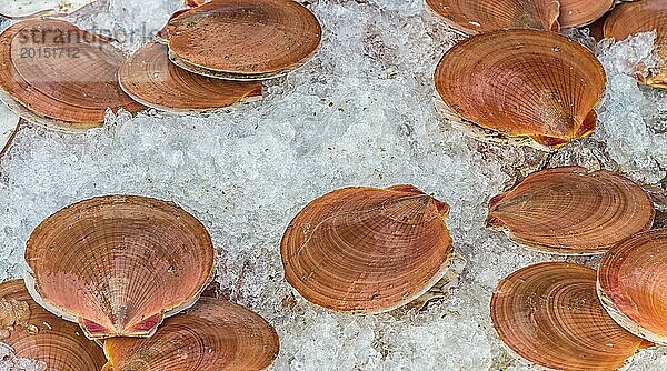 Frische Muscheln mit braunen Schalen auf dem Eis