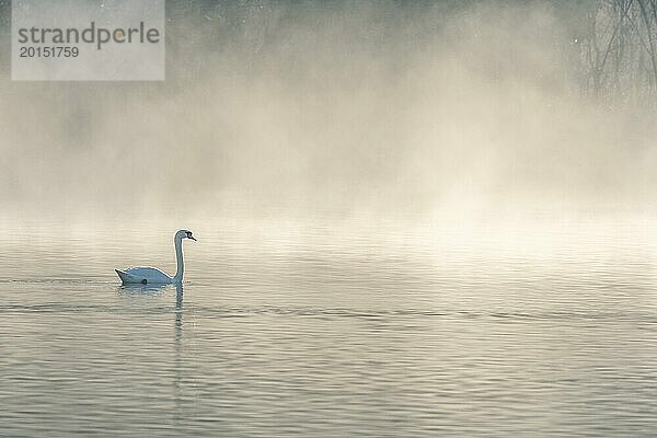 Mute swan (Cygnus olor) Silhouette in der Morgennebel auf dem Wasser eines Sees. Bas-Rhin  Elsass  Grand Est  Frankreich  Europa