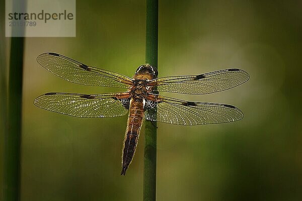 Vierfleck-Libelle (Libellula quadrimaculata)  sitzt auf einem Schilfrohr  mit Bokeh Effekt  Hintergrund  Rheinland-Pfalz  Deutschland  Europa