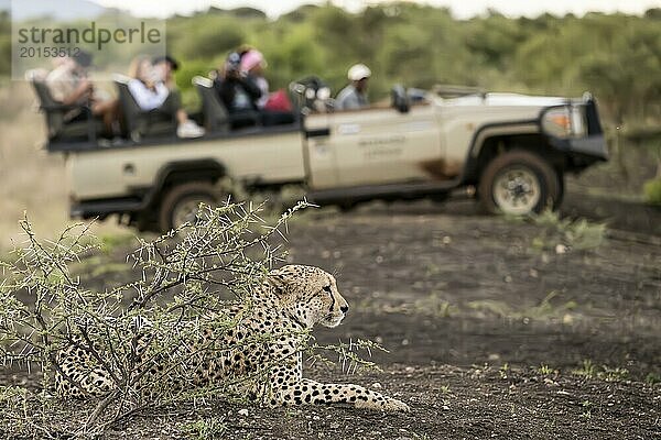 Gepard (Acinonyx jubatus) mit Safarifahrzeug  Madikwe Game Reserve  Provinz Nordwest  Südafrika  RSA