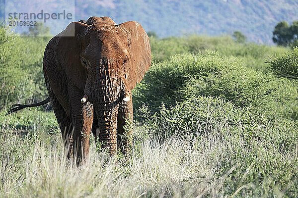 Afrikanischer Elefant (Loxodonta africana) Bulle  Lush Private Game reserve  Pilanesberg Nationalpark  Südafrika