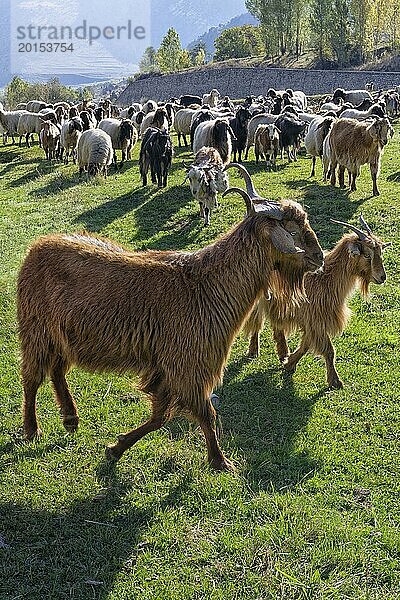 Schaf und Ziegenherde  Anatolien  Türkei  Asien