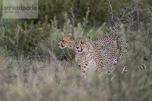 Gepard (Acinonyx jubatus)  Lush Private Game reserve  Pilanesberg Nationalpark  Südafrika