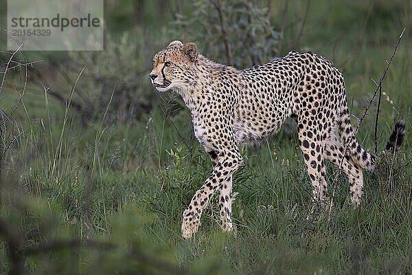 Gepard (Acinonyx jubatus)  Lush Private Game reserve  Pilanesberg Nationalpark  Südafrika