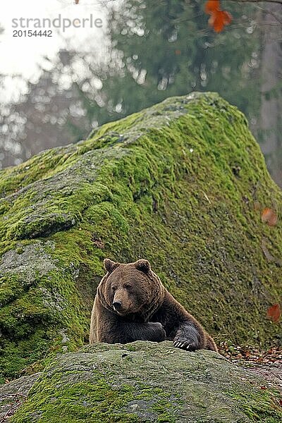Braunbär  Ursus arctos  Nationalpark Bayerischer Wald  Bayern  Deutschland  Captive  Europa