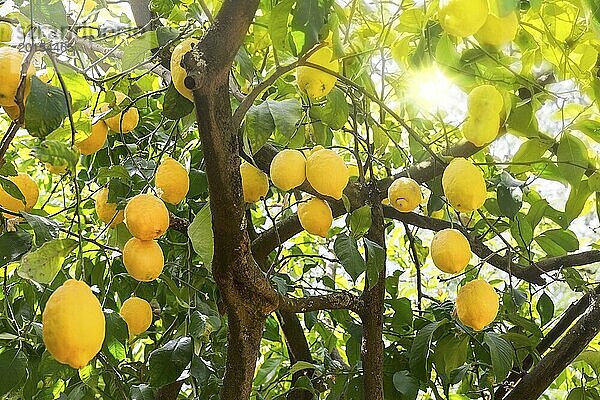 Reife Zitronen am Baum mit Gegenlicht
