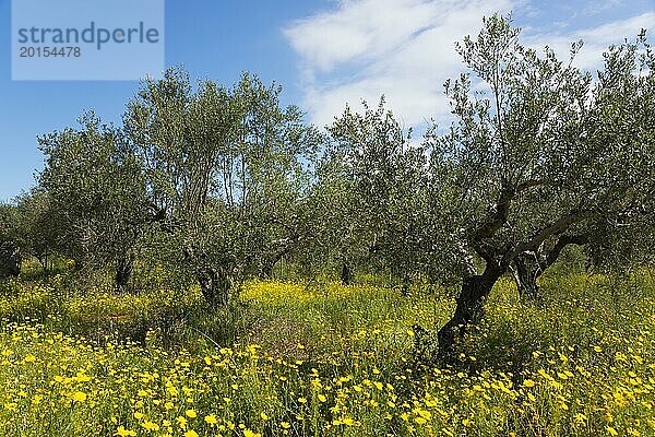 Ein sonniger Tag im Olivenhain mit einer lebhaften Wiese wilder Blumen  Olivenhain  bei Agia Kiriaki  Agia Kyriaki  Messenien  Peloponnes  Griechenland  Europa