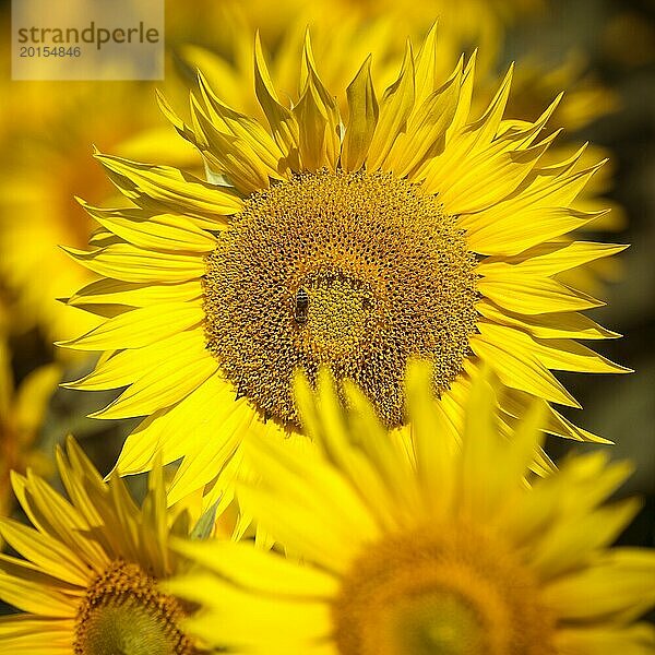 Sonnenblume  Nahaufnahme  quadratisches Format