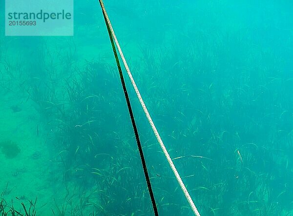 Länge eines Seils über grünlichem Meerwasser mit Seegras auf dem Meeresboden  in Südkorea