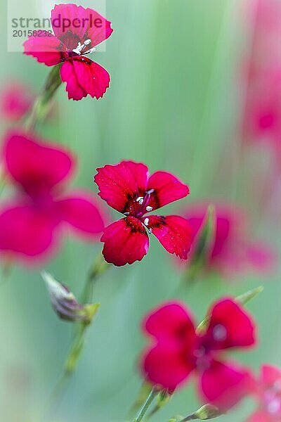 Steinnelke (Dianthus Deltoides) mit geringer DOF