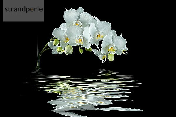 Weiße Orchidee mit Spiegelung auf schwarzem Hintergrund