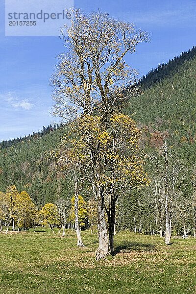 Ahornbäume am Großen Ahornboden  Tirol  im Herbst