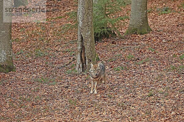 Europäischer Wolf  Canis lupus lupus  Nationalpark Bayerischer Wald  Bayern  Deutschland  Captive  Europa