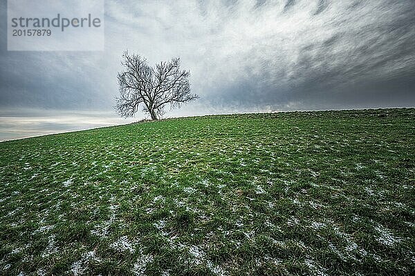 Einsamer Baum auf einer grünen Wiese unter bewölktem Himmel erzeugt eine ruhige Atmosphäre  Eichenbaum  Eiche  Quercus  Wüfrath  Mettmann  Bergisches Land  Nordrhein-Westfalen