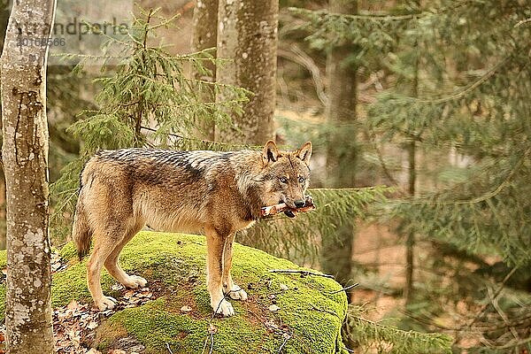 Europäischer Wolf  Canis lupus lupus  Nationalpark Bayerischer Wald  Bayern  Deutschland  Captive  Europa