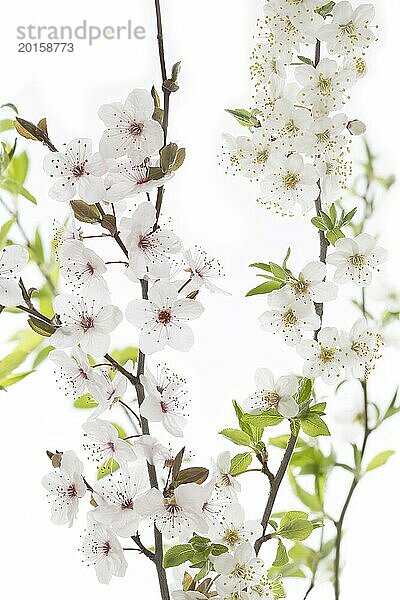 Blüten einer Blutpflaume (Prunus cerasifera Nigra)
