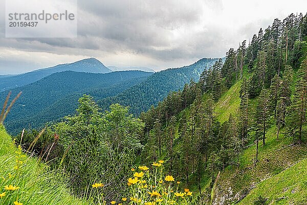 Blick auf einen dicht bewaldeten Berghang mit einer Wiese voller gelber Blumen im Vordergrund  Herzogstand  Bayern