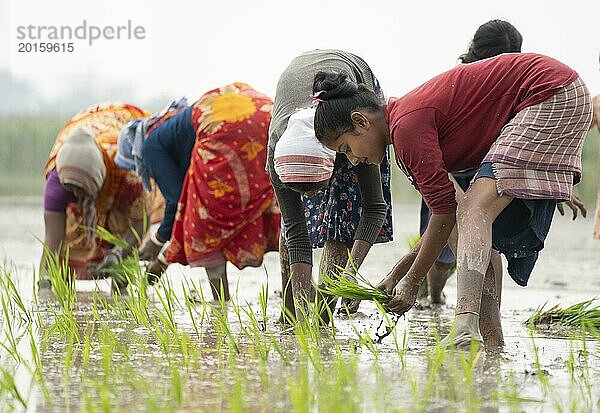 Morigaon  Indien. 20. Februar 2024. Frauen pflanzen am 20. Februar 2024 in Mayong  Indien  Reissetzlinge auf einem Reisfeld. Der Reisanbau trägt zur Ernährungssicherheit in Indien bei  indem er eine stabile Versorgung mit diesem wichtigen Nahrungsmittel gewährleistet  Asien